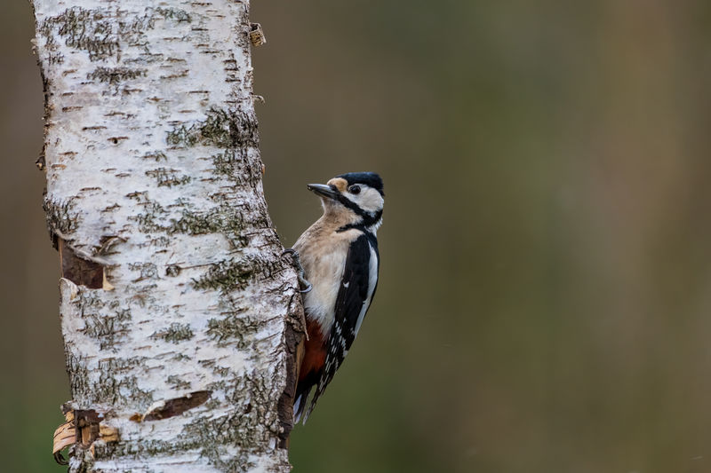 Close-up of bird perching on a tree - spotted woodpecker
