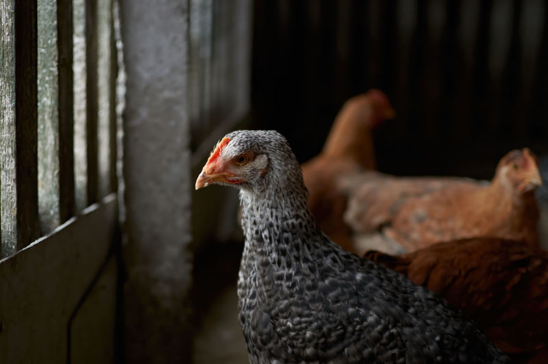 Free range poultry. close up of silver penciled chicken in the barn yard