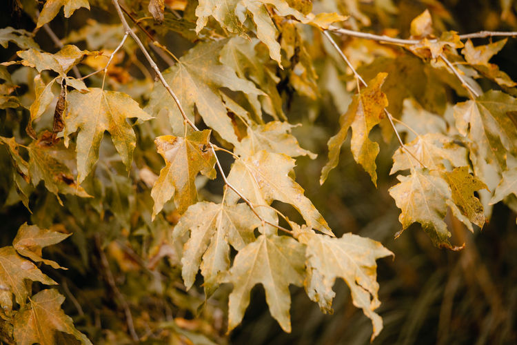 Close-up of dried leaves on plant