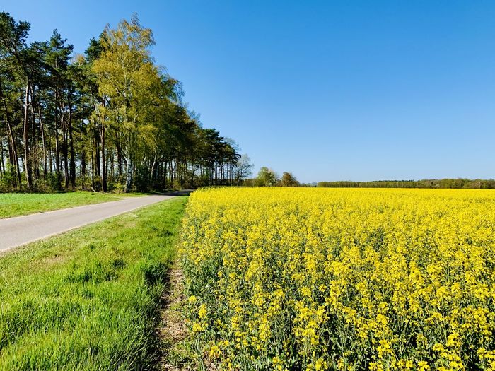 Scenic view of field against clear sky