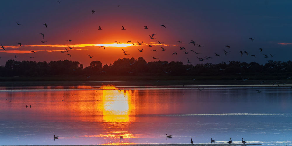 Silhouette birds flying over lake during sunset