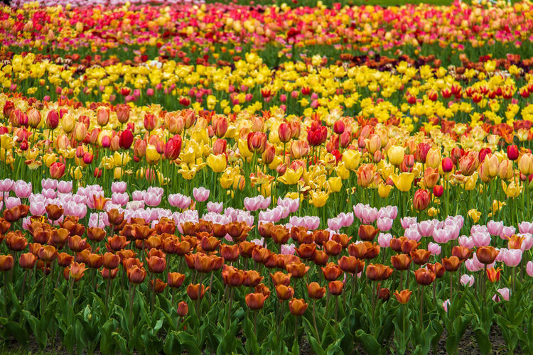 Full frame shot of colorful tulips in field
