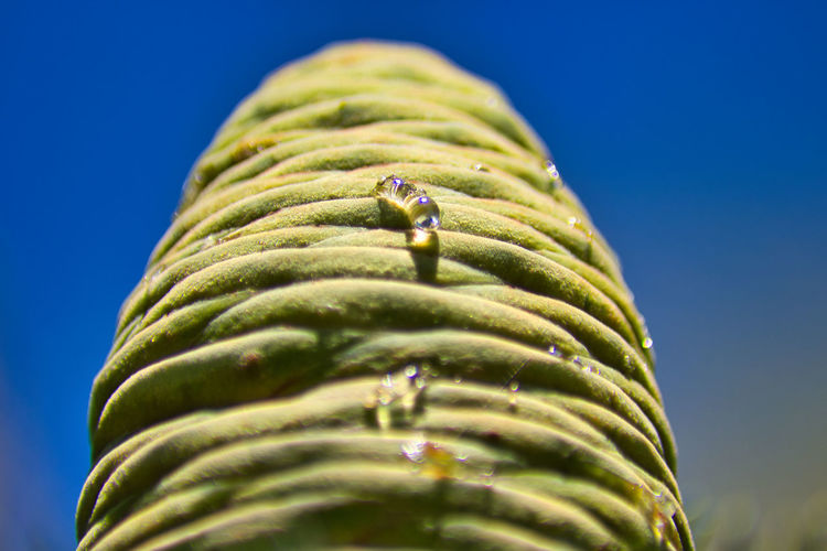 Green pine cone with some resin drops with blue sky in the background