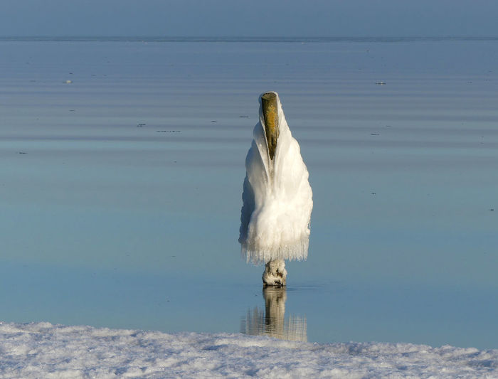 White bird perching on lake