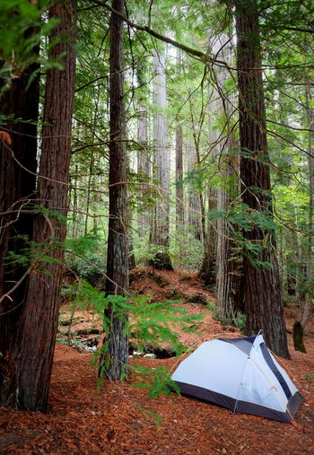 Tent by trees in forest