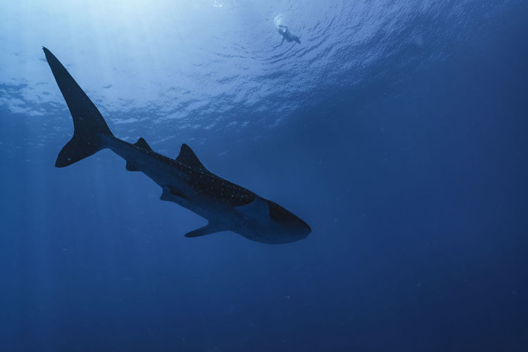 Whale shark wide angle photo, maldives
