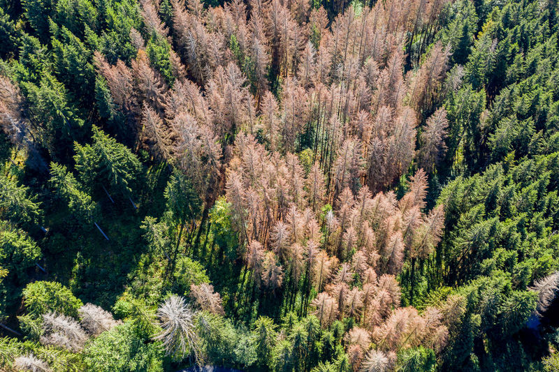 High angle view of pine trees in forest