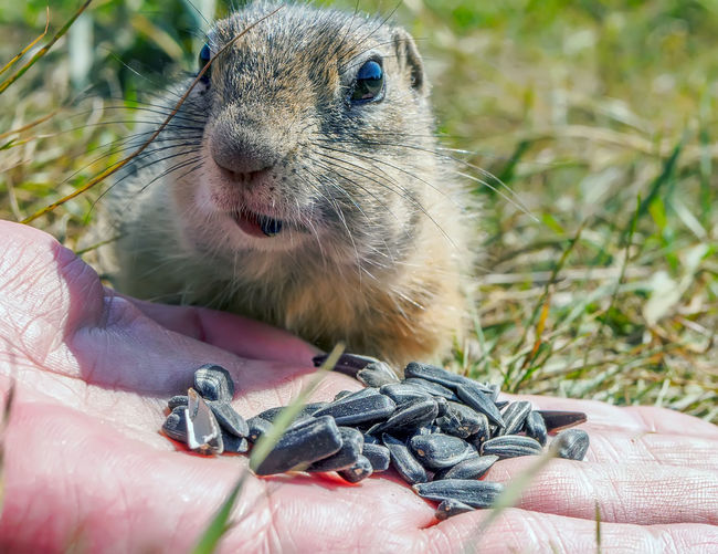 European gopher is eating sunflower grains from human hand. close-up.