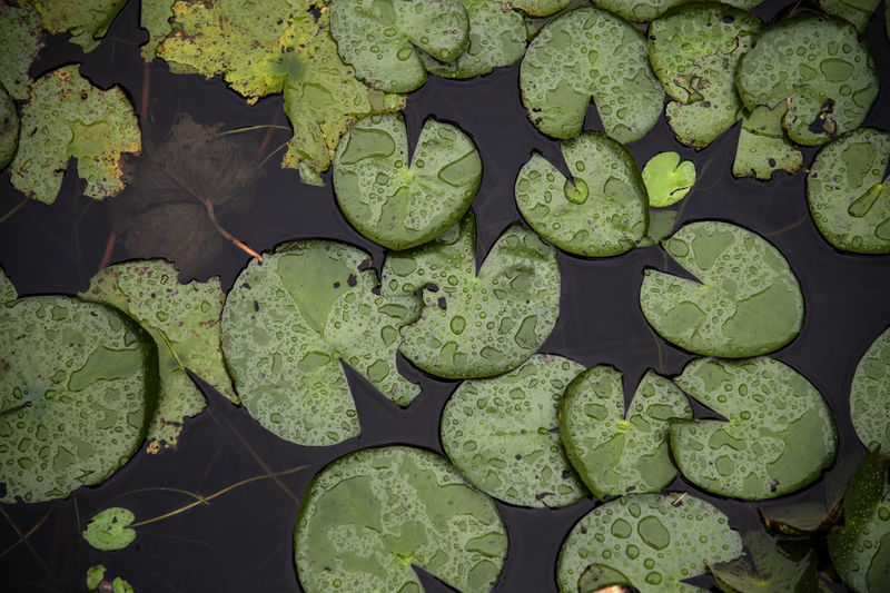 High angle view of water lily leaves floating on water