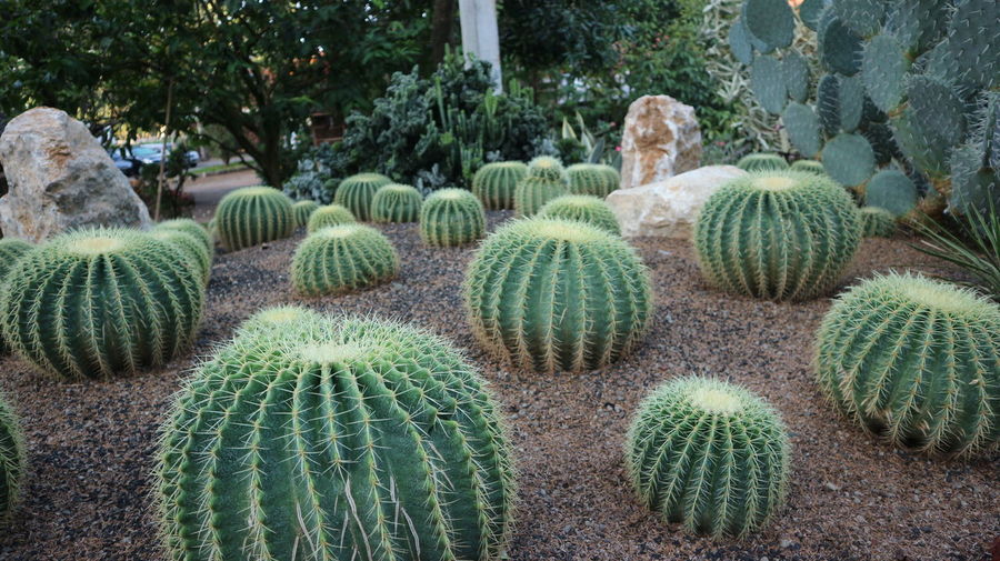 Close-up of succulent plants in garden