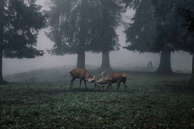 Deer fighting on field in forest during foggy weather