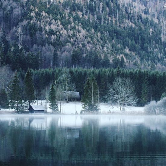 Reflection of trees in water