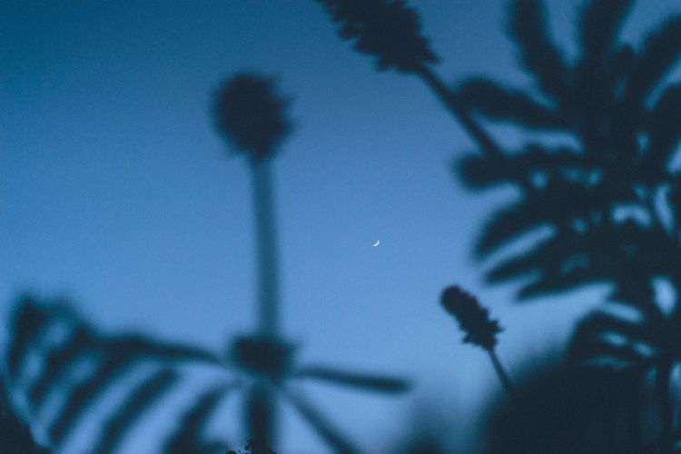 Low angle view of silhouette plant against sky at dusk