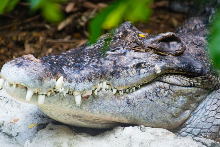 Crocodile sleep