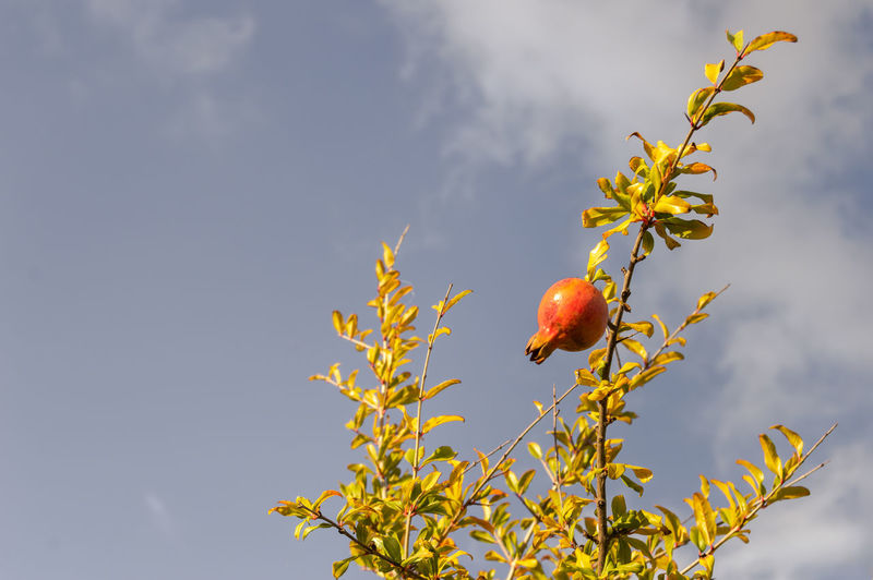 Low angle view of berries on plant against sky