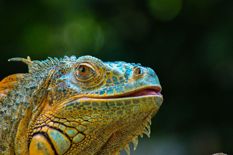 Green iguana or known by the name furcifer pardalis