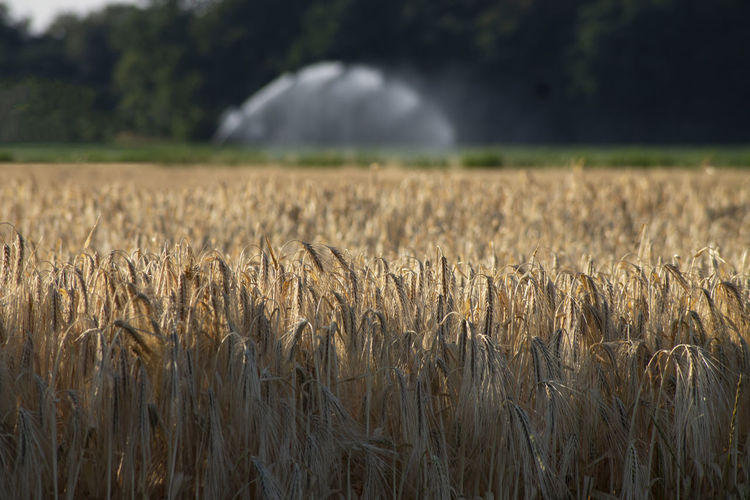 Scenic shot of wheat field