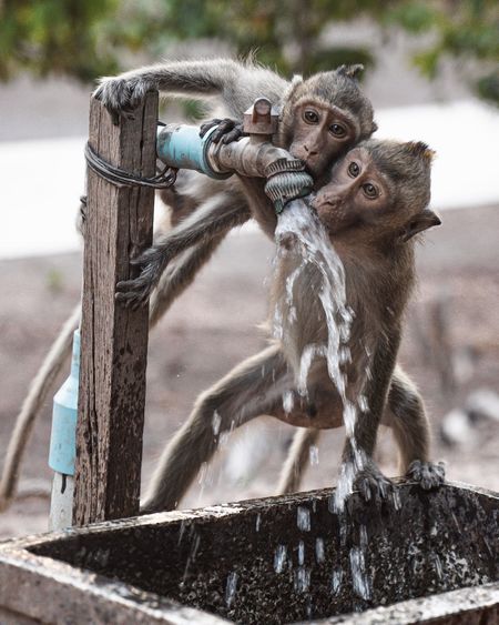 Thai monkeys 
