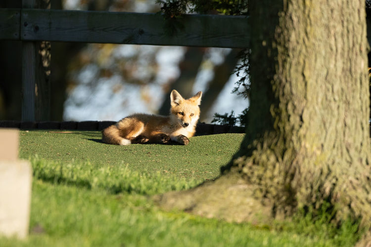  red fox kit is lying down on the grass in the on a sunny day