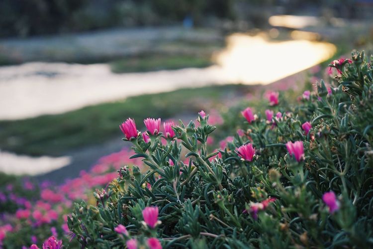 Close-up of pink flowering plants on field