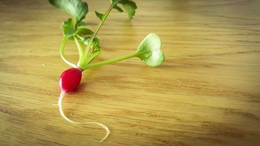 High angle view of radish on table