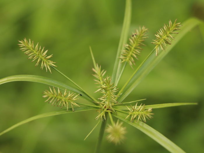 Close-up of fresh plant