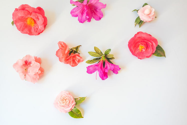 High angle view of pink roses against white background