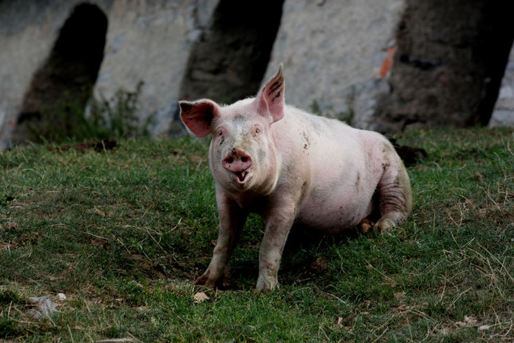 Dirty pig on grassy field