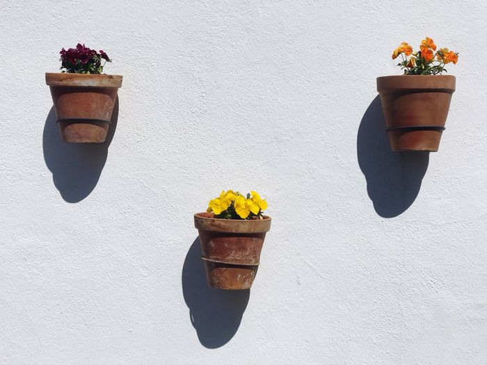 Potted plants hanging on wall