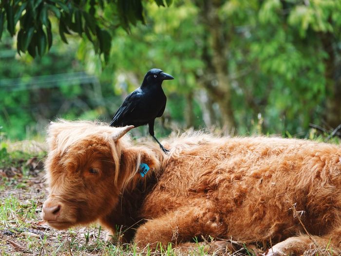 Close-up of bird perching on cow