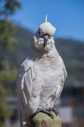 A white sulphur-crested cockatoo in victoria, australia