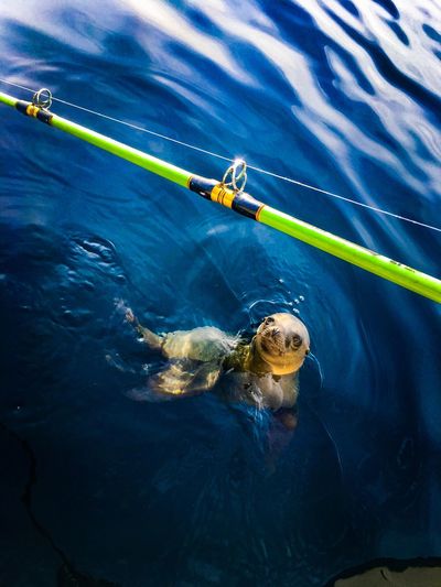 Close-up of seal swimming in sea