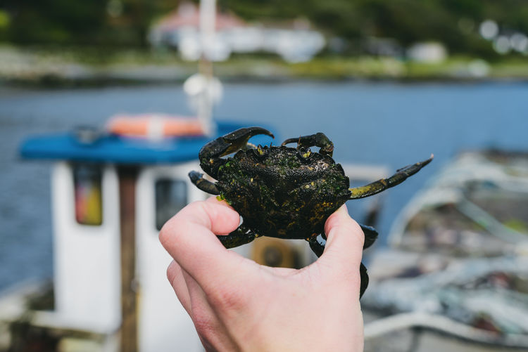 Cropped hand of person holding crab against sea