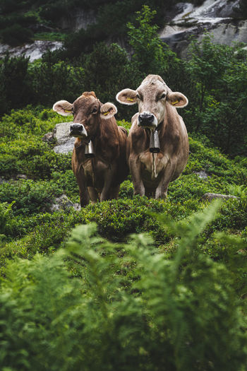 Cows standing on land