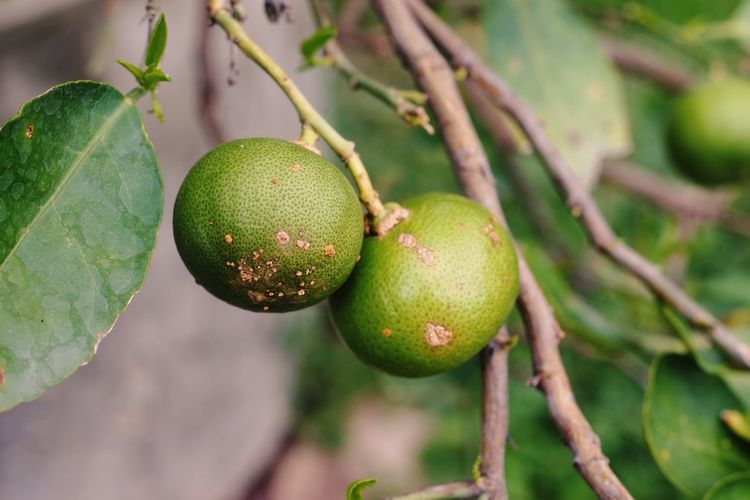 Fruit canker disease on lime fruit, bacterial disease