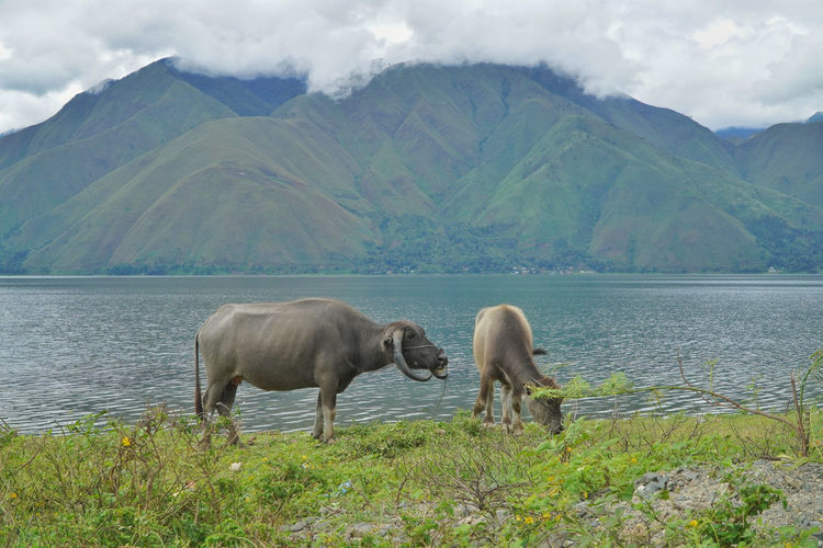 Horses in a lake against mountains