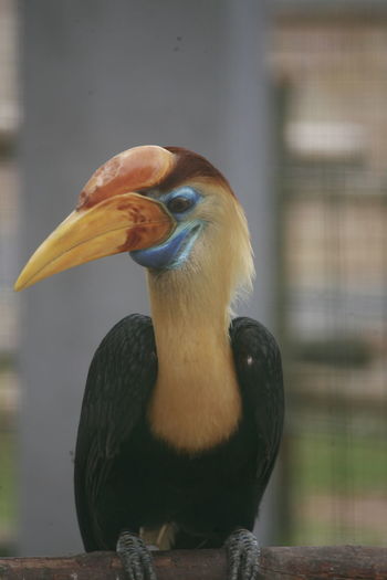 Close-up of bird perching on wood
