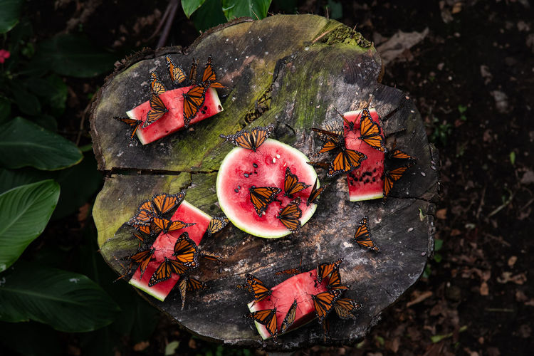 Directly above shot of butterflies over watermelon on tree stump