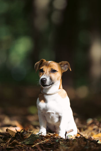 Jack russell terrier puppy dog in woods during fall season