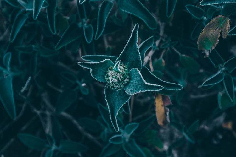 World green