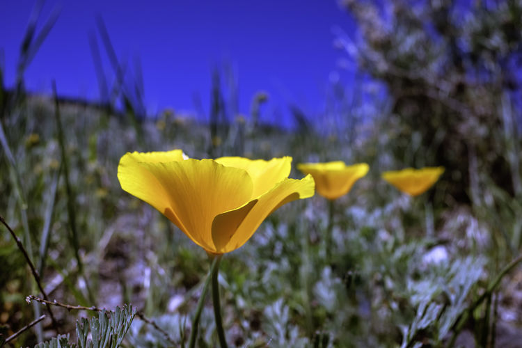 Close-up of yellow crocus flower on field against sky