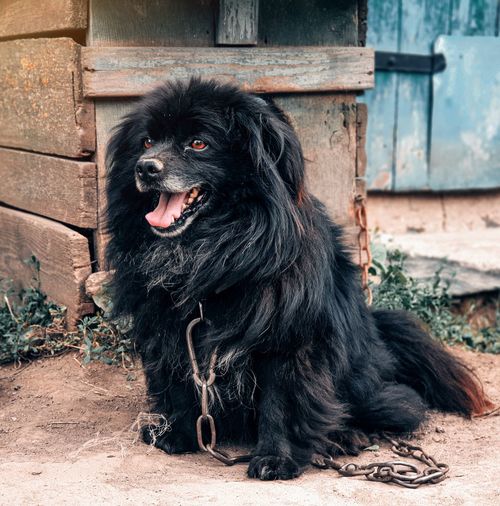 Portrait of black dog sitting outdoors