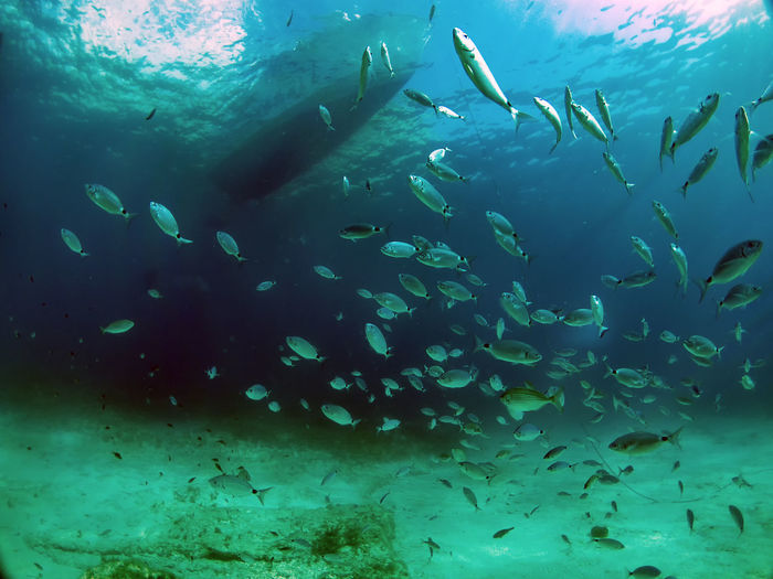 School of fish swimming in sea