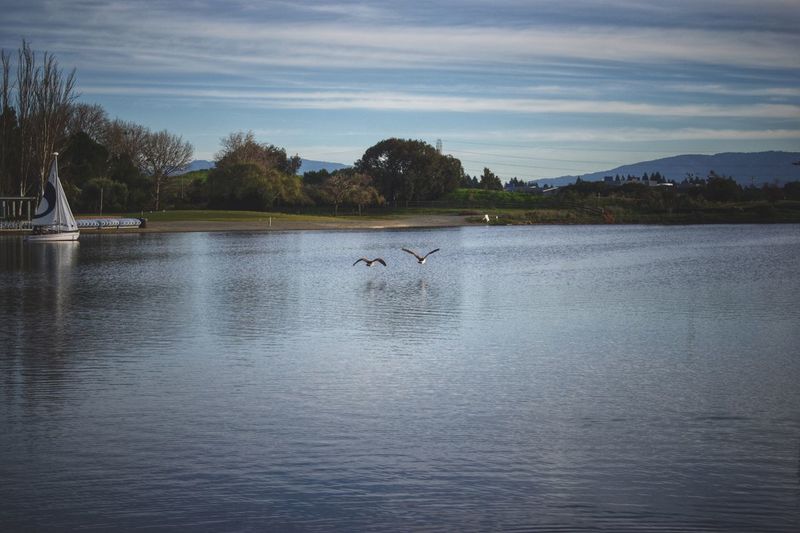 Swan flying over lake against sky