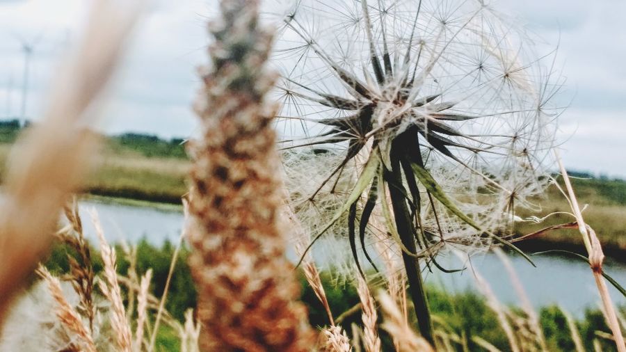 Close-up of plants against sky