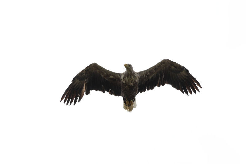 Low angle view of eagle flying in sky