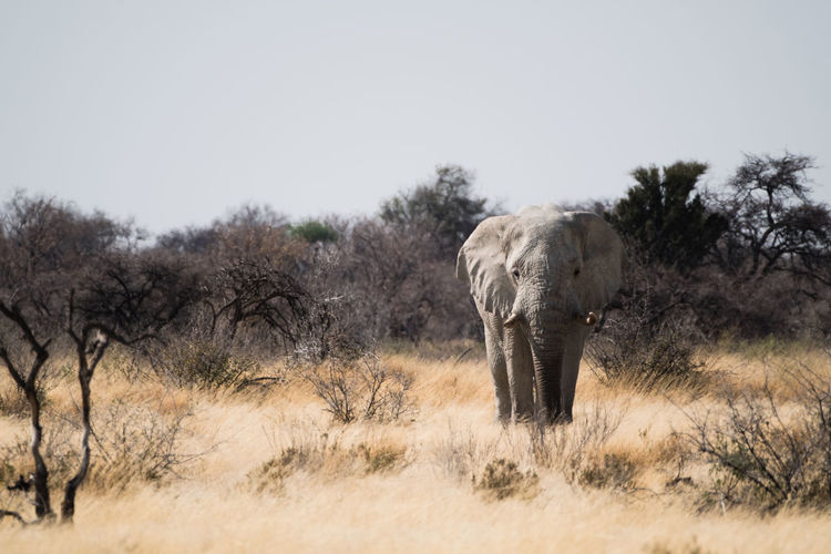 View of elephant walking on land