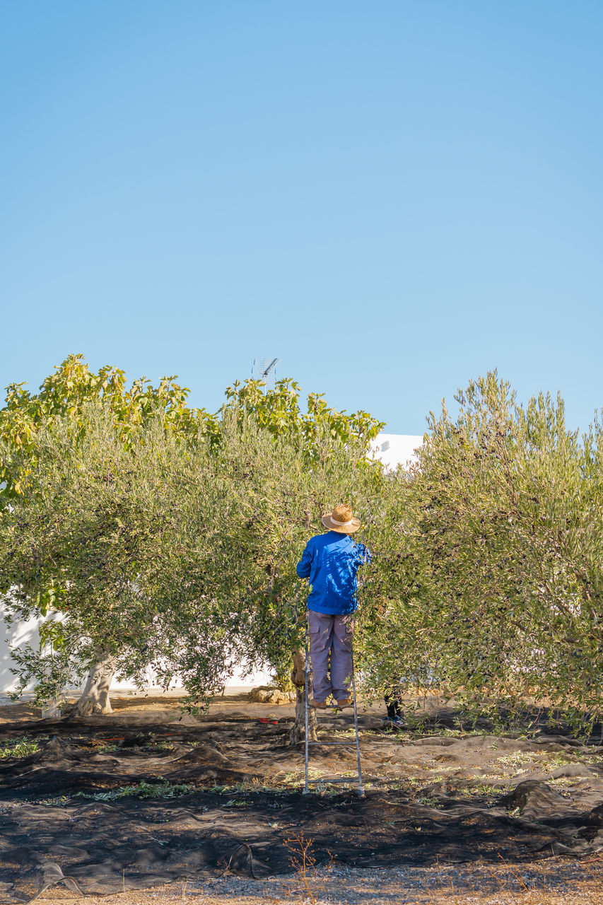 one person, full length, plant, sky, tree, nature, blue, men, clear sky, adult, rear view, day, leisure activity, lifestyles, casual clothing, sunny, copy space, occupation, outdoors, land, standing, rural area, landscape, sunlight, walking, growth, rural scene, environment, beauty in nature, person