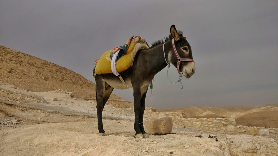 Donkey in desert against sky