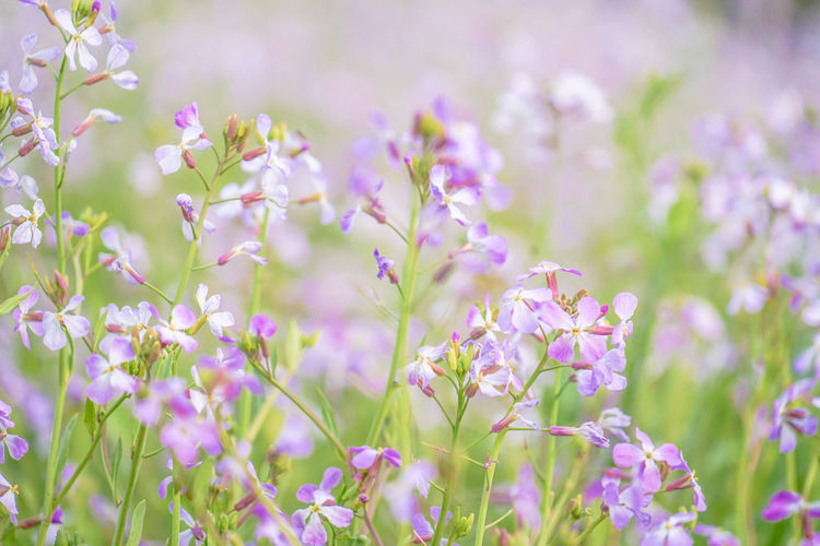 Close-up of pink flowering plants on field